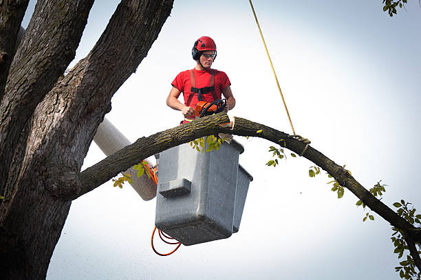 Professional Tree Care Services in Sunset, LA